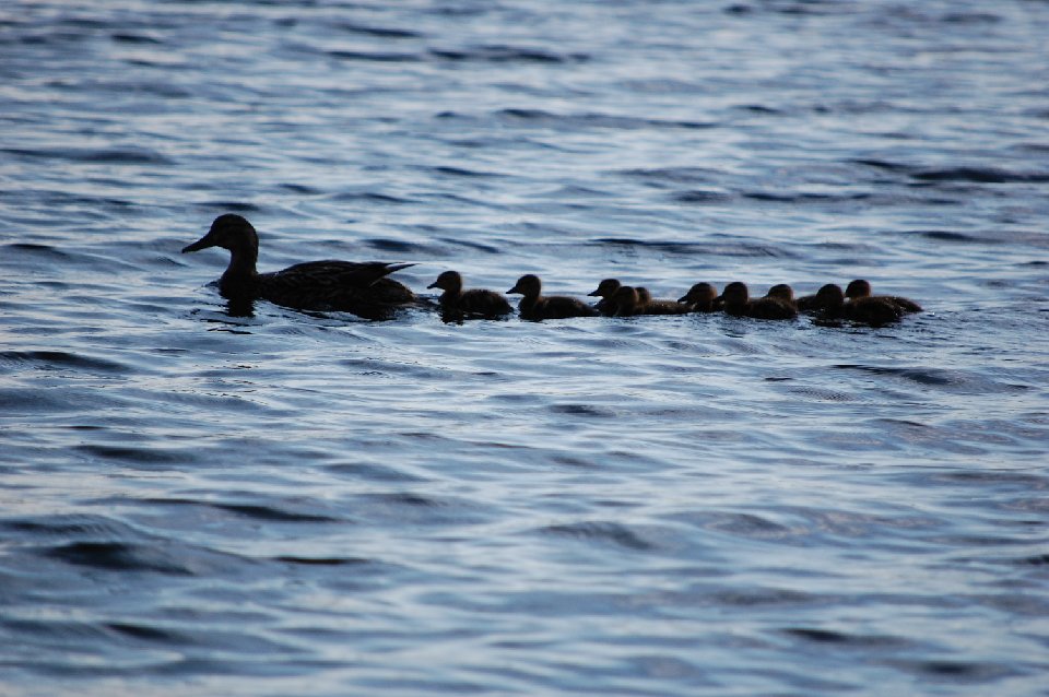 SUMMER2010- (110)